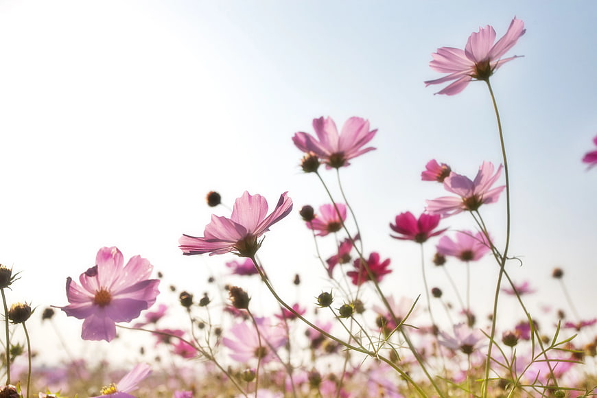 Pink Cosmos Flowers in a Sunny Field with Blue Sky