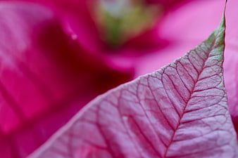 Close-up of pink poinsettia leaf with detailed veins