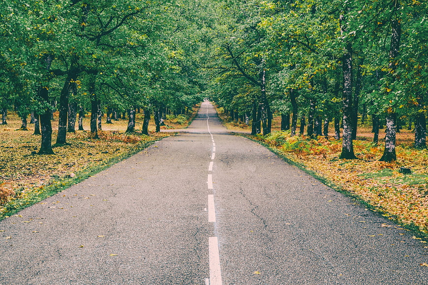Asphalt Road Through Green Forest with Autumn Leaves