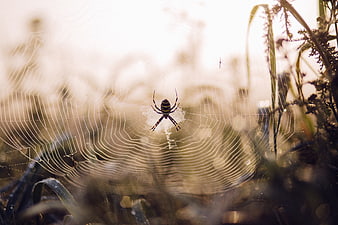 Garden spider on web in morning sunlight with bokeh background