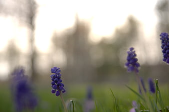 Close-up of purple grape hyacinth flowers in spring grass