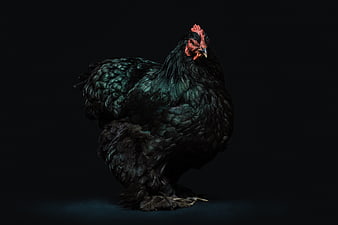 Black Silkie Chicken Portrait on Dark Background