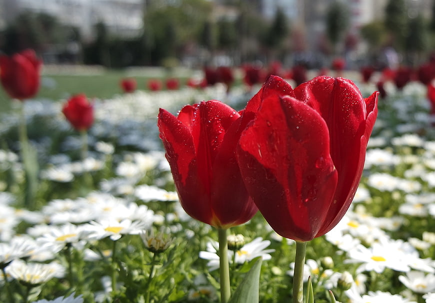 Close-up of red tulips with raindrops in a flower garden