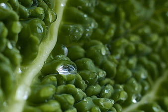 Macro shot of fresh green romanesco broccoli with water droplets
