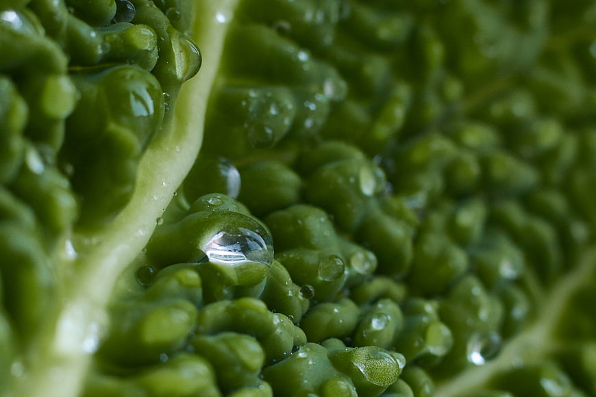 Macro shot of fresh green romanesco broccoli with water droplets