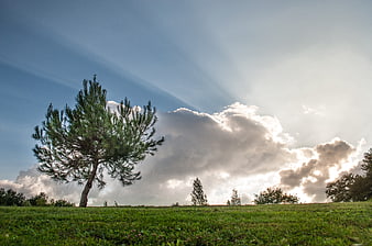 Lone Pine Tree in Green Meadow with Dramatic Sunbeams