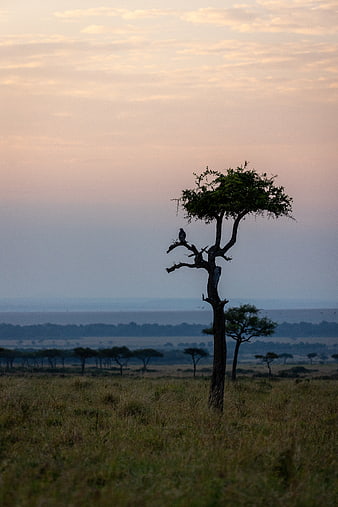 Lone acacia tree with bird silhouette on African savanna at sunset