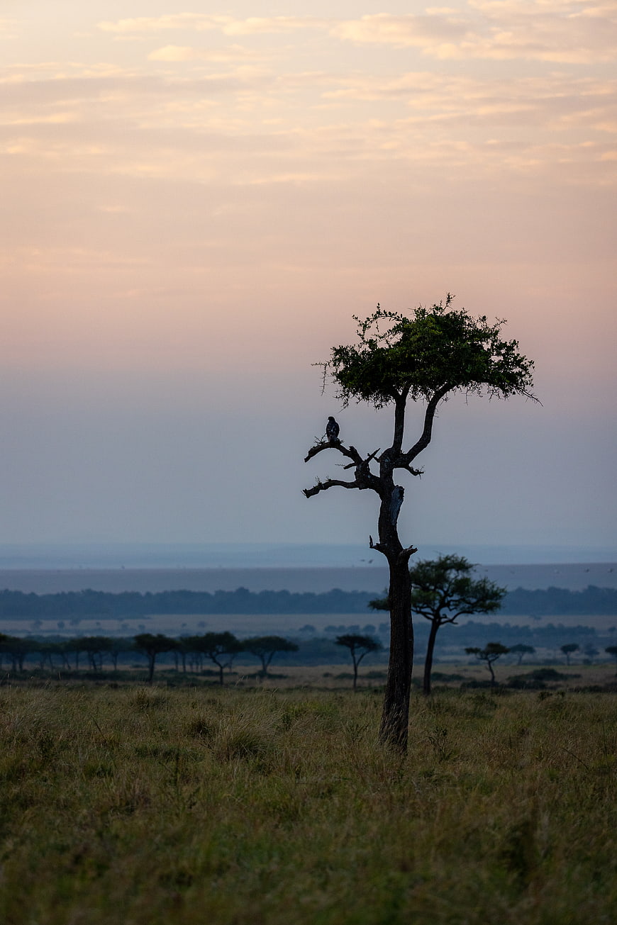 Lone acacia tree with bird silhouette on African savanna at sunset
