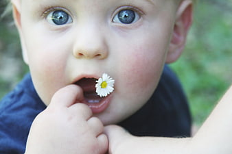 Close-up of cute toddler with daisy flower in mouth