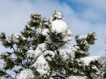 Snow-covered pine branches against a blue winter sky