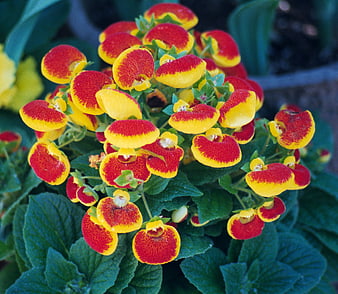 Vibrant Red and Yellow Bladderwort Flowers Close-Up
