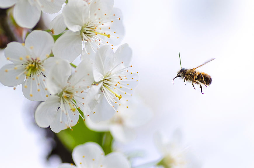 Honeybee Flying Towards White Blossoms in Spring