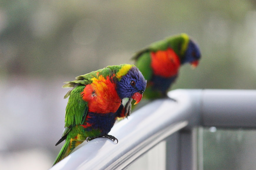 Two Rainbow Lorikeets Perched on a Metal Railing