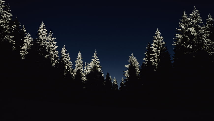 Snow-Covered Pine Trees Against Dark Night Sky