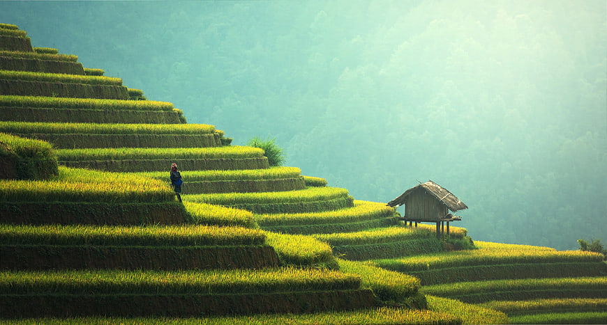 Person Walking on Green Rice Terraces with Hut