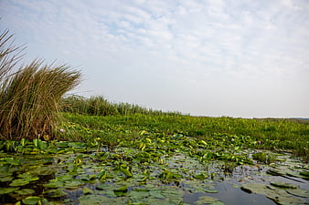 Serene wetland landscape with lily pads and tall reeds