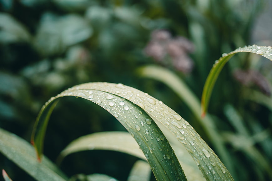 Close-up of green leaf with water droplets in nature