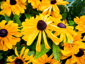 Vibrant Yellow Black-Eyed Susans in a Lush Garden