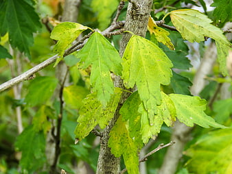 Close-up of green leaves with yellowing and spots on a tree branch