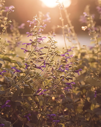 Purple Salvia Flowers Backlit by Golden Hour Sunlight