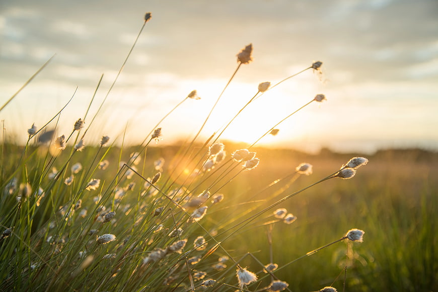 Golden Hour Backlit Marsh Plants in Field