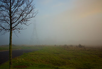 Foggy landscape with bare tree and distant power line tower
