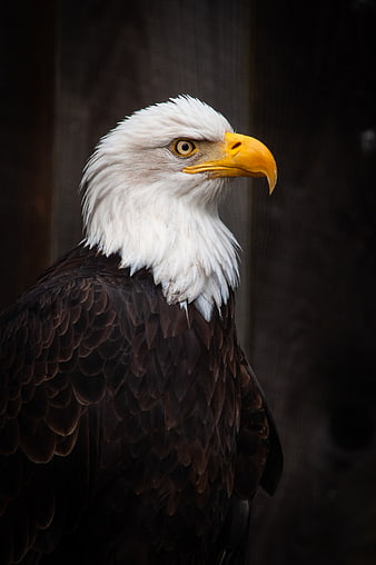 Close-up portrait of a bald eagle head and feathers