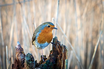 European Robin perched on weathered wood in nature