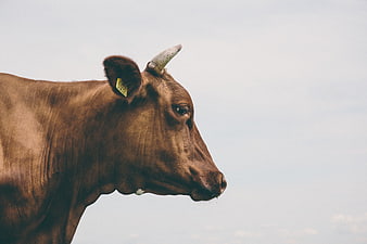 Profile of a brown cow with ear tag against sky
