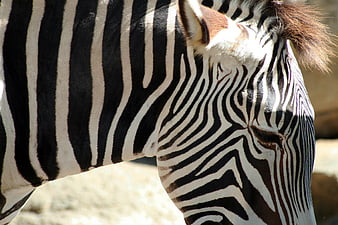 Close-up of Zebra Head and Neck Stripes