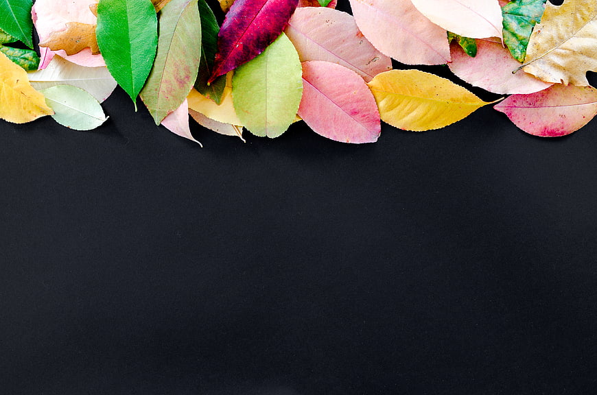 Colorful autumn leaves border on black background