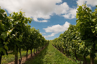 Rows of green grapevines in a vineyard under blue sky