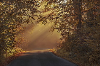 Sunbeams shining through foggy autumn forest road