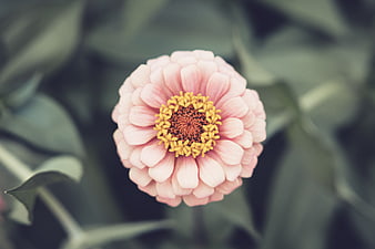 Close-up of a pink zinnia flower with yellow center