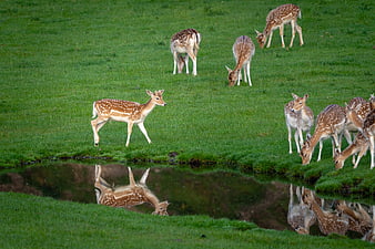 Spotted Deer Herd Grazing in Green Meadow with Pond Reflection