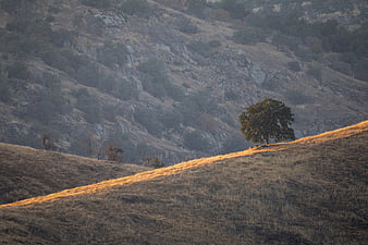 Lone Oak Tree on Golden Hillside at Sunset