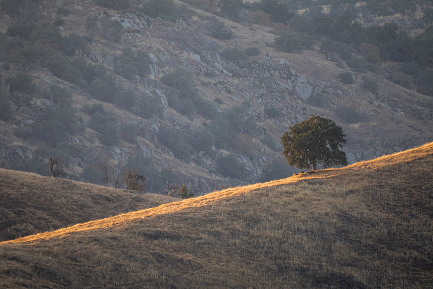 Lone Oak Tree on Golden Hillside at Sunset