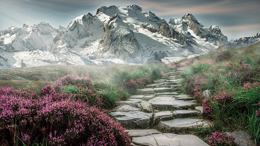 Stone Path Through Pink Heather to Snowy Mountains