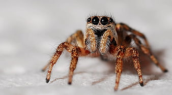 Macro Close-Up of a Jumping Spider with Large Eyes