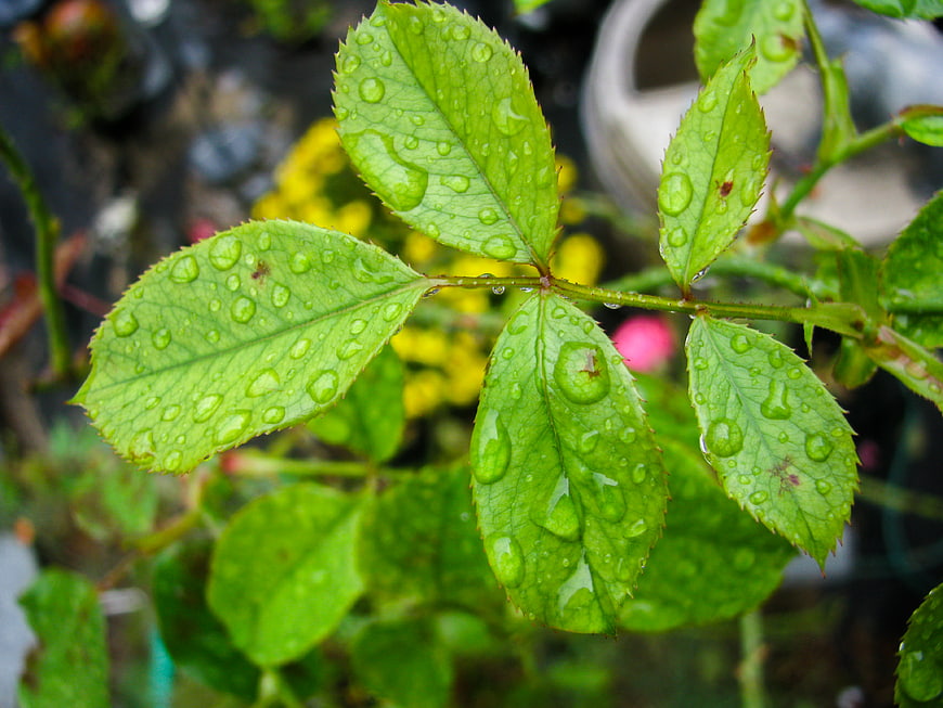 Close-up of green rose leaves with water droplets