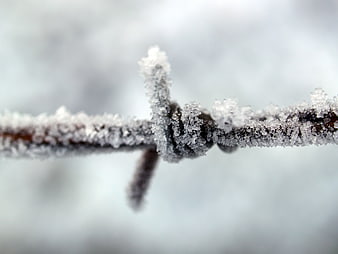Close-up of Frosty Barbed Wire in Winter