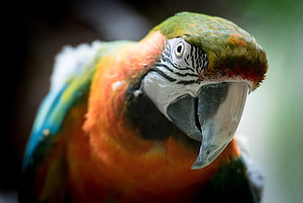Close-up Portrait of a Colorful Macaw Parrot