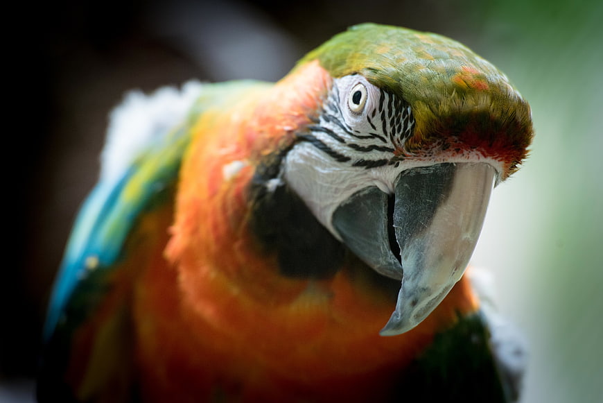 Close-up Portrait of a Colorful Macaw Parrot