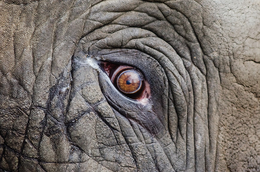 Close-up of an elephant eye with wrinkled skin texture
