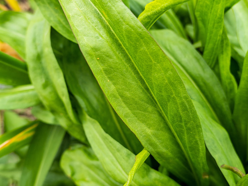 Close-up of vibrant green plant leaves with natural texture