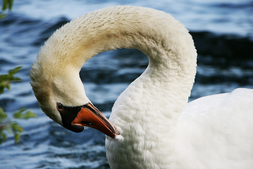 Close-up of a white swan preening feathers by water