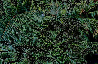 Dark moody fern leaves texture background
