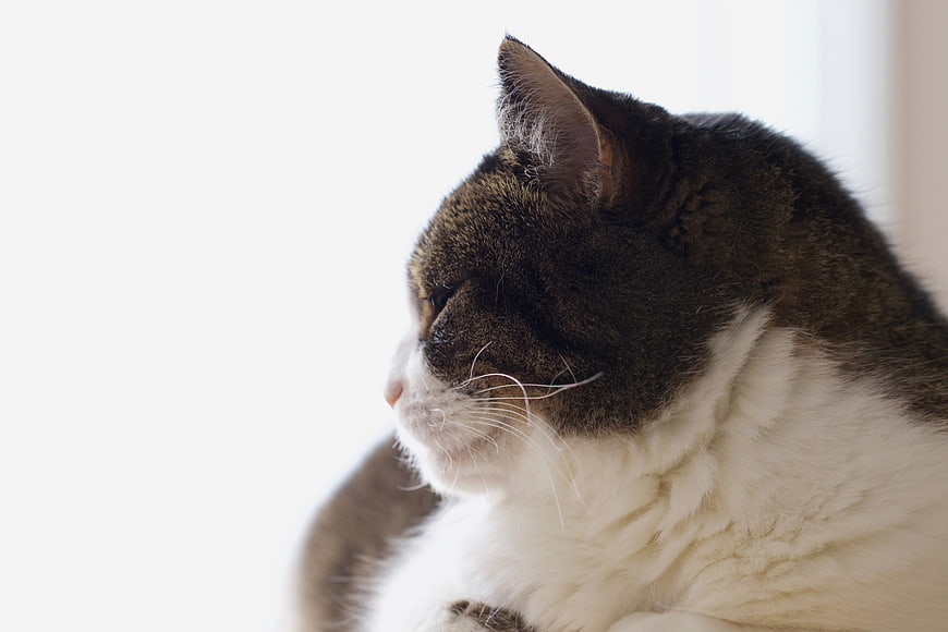 Close-up of a sleeping tabby and white cat in profile