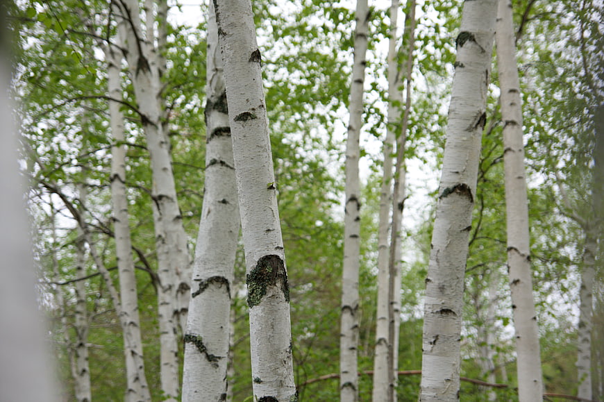 Vertical Birch Tree Trunks in Green Forest