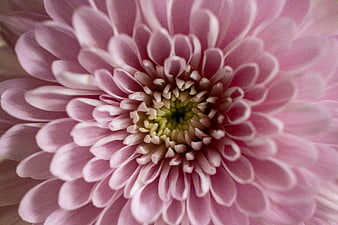 Close-up of a Pink Chrysanthemum Flower